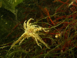paranemonia_cinerea-fa4