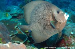 pomacanthus_arcuatus-11