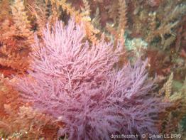 bonnemaisonia_asparagoides-slb1