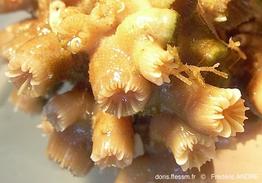 puellina_sp-fa556rc