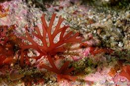 nemastoma_dumontioides-vl1