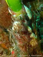 pherusella_tubulosa-fa76rc