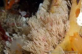 crisia_denticulata-vm2