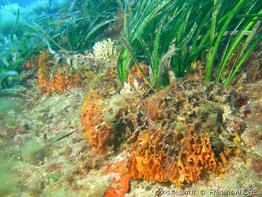 pentapora_fascialis-fa3