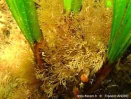 scrupocellaria_sp.-fa55b
