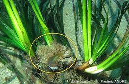 scrupocellaria_sp.-fa41
