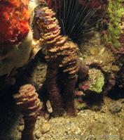 oceanapia_peltata_ap1