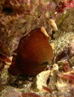 actinia_cari-fa7