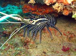 panulirus_versicolor-slb2