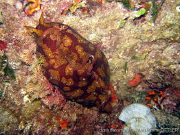 aplysia_fasciata-apsi644