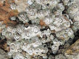 chthamalus_stellatus-slb2