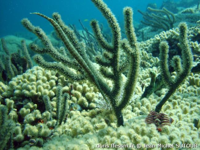 Aulostomus-maculatus_jms20