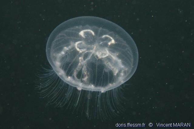 aurelia_aurita-1