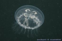 aurelia_aurita-1