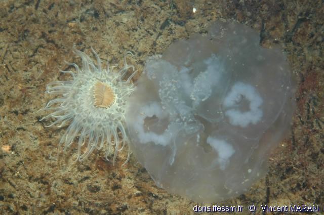aurelia_aurita-10