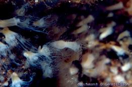 aurelia_aurita-14
