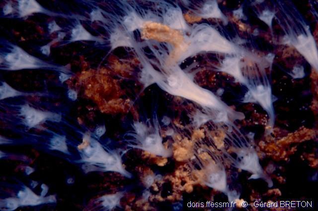 aurelia_aurita-15