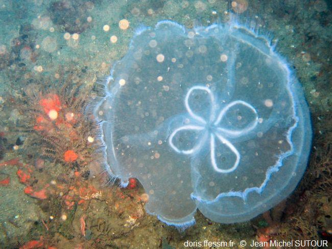 Aurelia_spp_jms_01