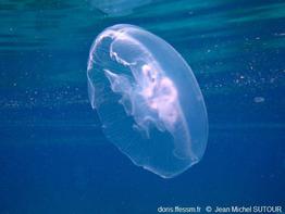 Aurelia_spp_jms_02