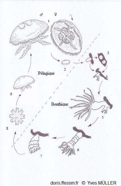Aurelia_spp_my_12