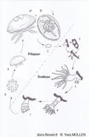 Aurelia_spp_my_12