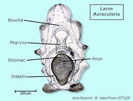 Auricularia_glossaire-aps01