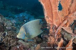 pomacanthus_semicirculatus-vl1