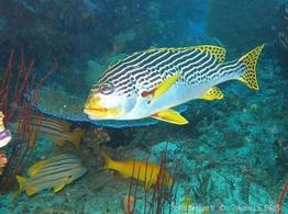plectorhinchus_lineatus-slb2