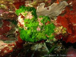 palmophyllum_crassum-4fa