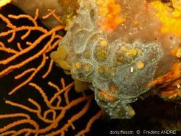 celleporina_mangnevillana-fa004