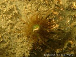 anthopleura_ballii-fa8