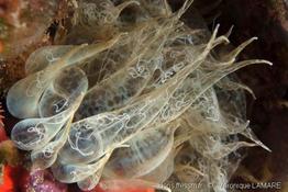 aiptasia_mutabilis-15