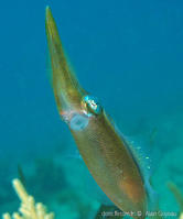 sepioteuthis_sepioidea_ag2