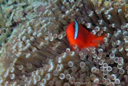 entacmaea_quadricolor-vl8