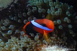entacmaea_quadricolor-vl7