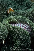 stichodactyla_mertensii-vl5