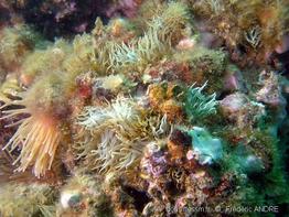 aiptasia_diaphana-fa9r