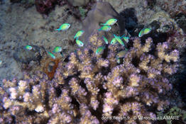 pocillopora_damicornis-vl2