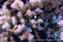 pocillopora_verrucosa-vl2