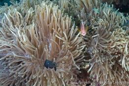 amphiprion_akallopisos-vl3