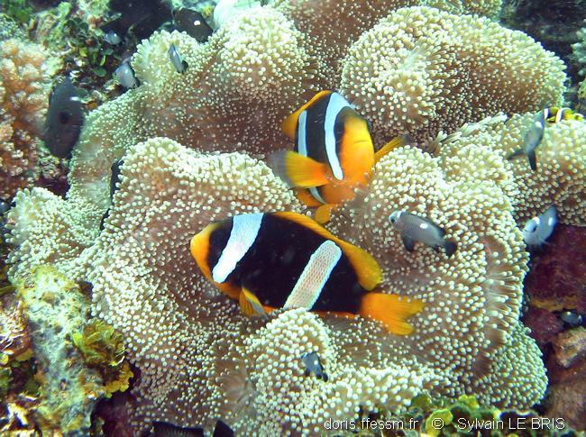 amphiprion_latifasciatus-slb2