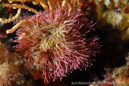 amphiroa_cryptarthrodia-3vl
