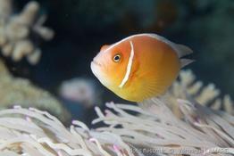 amphiprion_perideraion-vl3