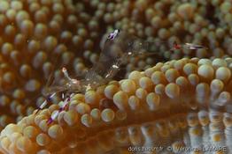 stichodactyla_mertensii-vl7