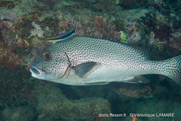 plectorhinchus_picus-vl4