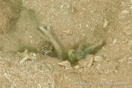 cryptocentrus_strigilliceps-vl2