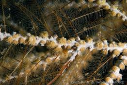 dentitheca_dendritica_p_tunicans_vl1