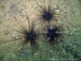 diadema_savignyi-slb6440