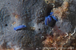 scalarispongia_scalaris-vl-02