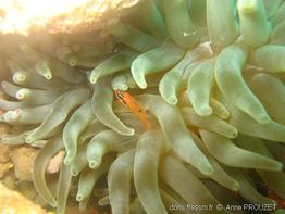 condylactis_gigantea_apr-01